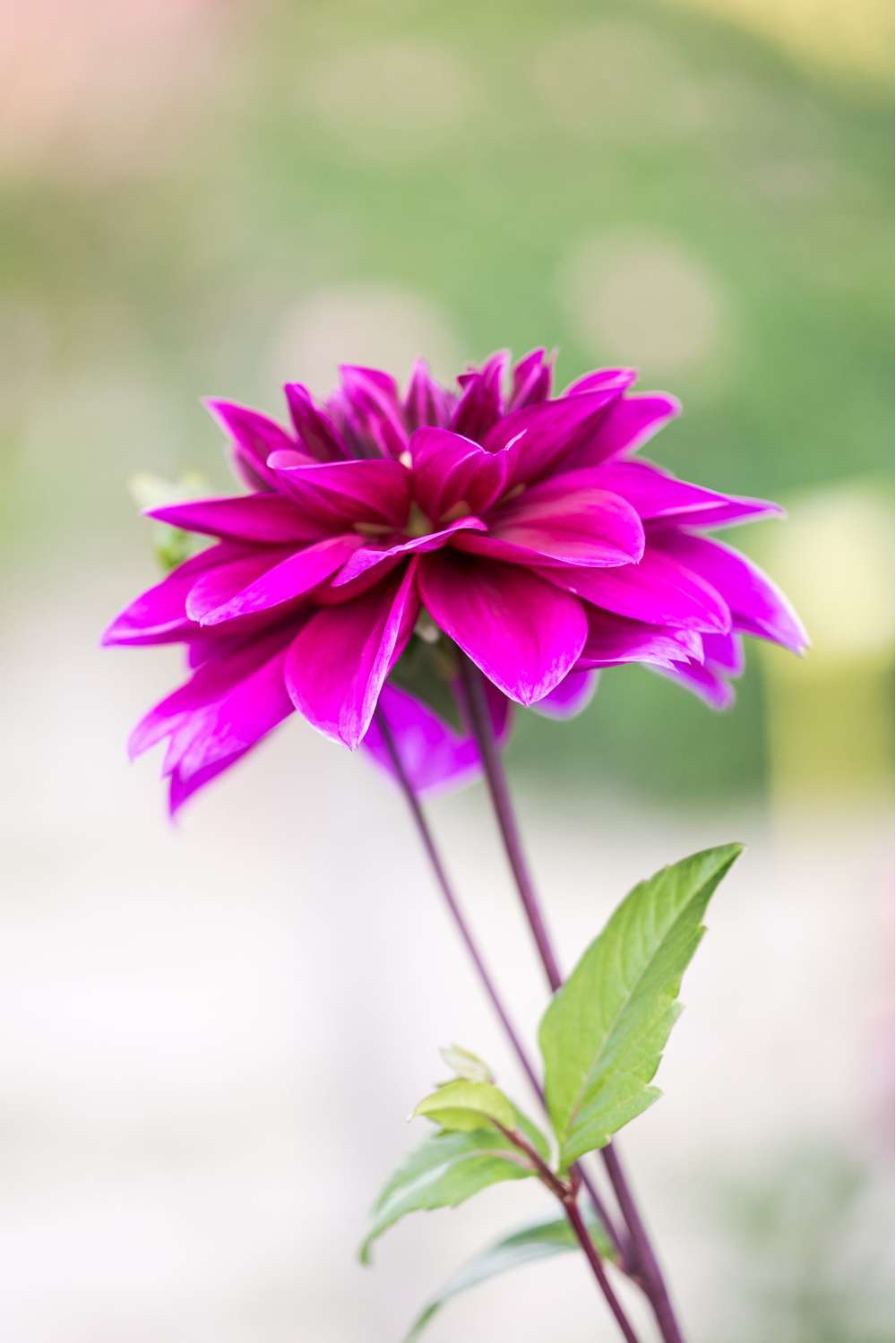 Dahlia 'Thomas A. Edison'